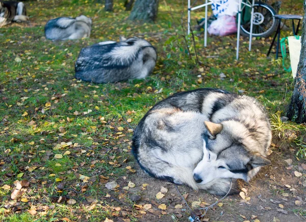 Dormir Alaska Malamute — Foto de Stock