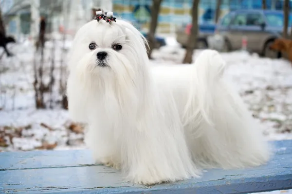 Porträt Eines Maltesischen Hundes Winter Freien — Stockfoto