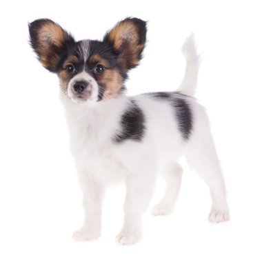 papillon köpek yavrusu