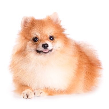 Pomeranian Dog clipart