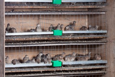 quails in cages at the poultry farm clipart