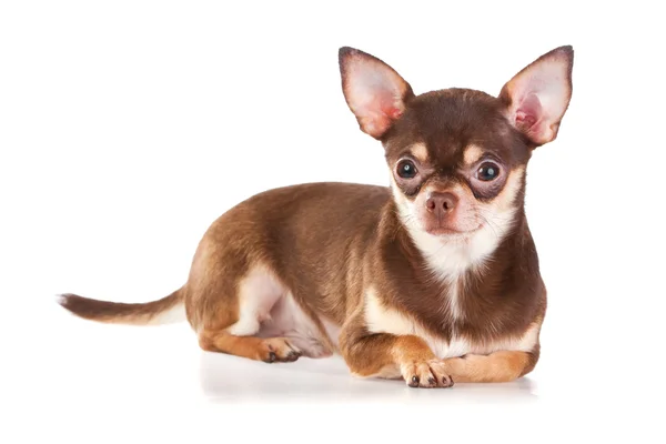 Korta Pälsen Chihuahua Vit Bakgrund — Stockfoto