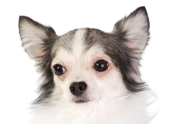 Długi Płaszcz Chihuahua Białym Tle — Zdjęcie stockowe