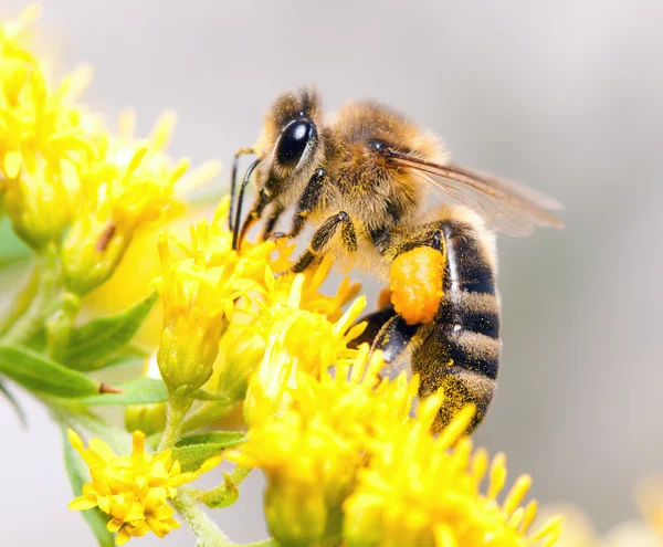 Včelí med — Stock fotografie