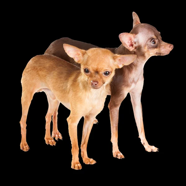 Två Rysk Toy Terrier Isolerad Vit Bakgrund — Stockfoto