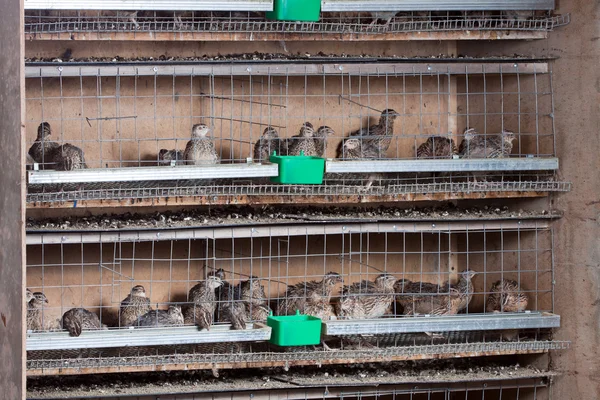 Quails Cages Poultry Farm — Stock Photo, Image