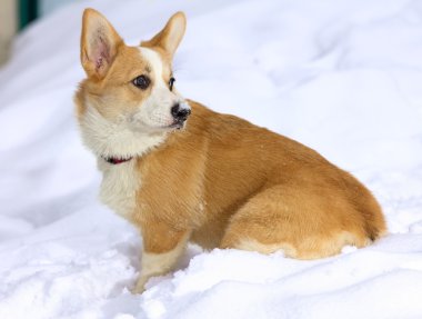 Pembroke Galce corgi