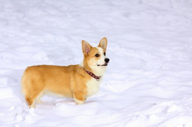 Pembroke Galce corgi