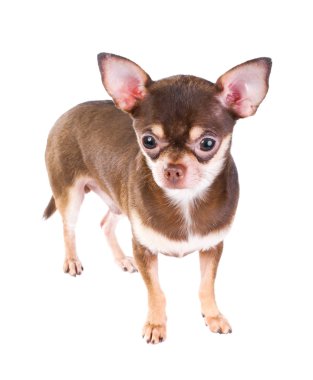 Chihuahua