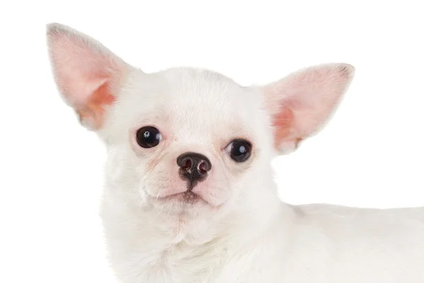 Beyaz Zemin Üzerine Kısa Ceket Chihuahua — Stok fotoğraf