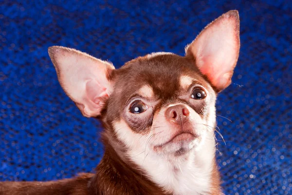 Rövid Kabát Chihuahua Kék Háttérrel — Stock Fotó