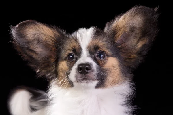 パピヨン子犬 — ストック写真
