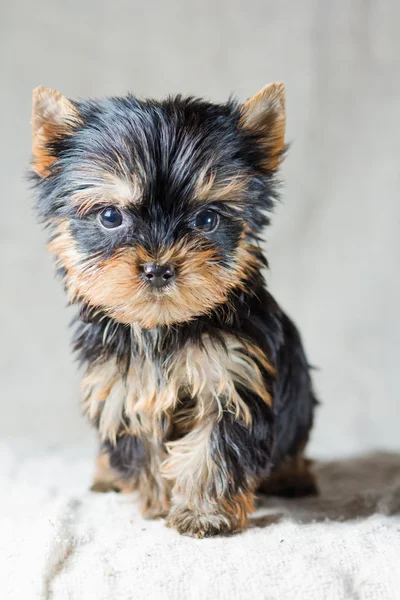 Retrato Pequeno Yorkshire Terrier Filhote Cachorro — Fotografia de Stock