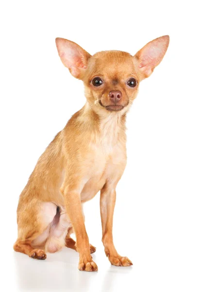 Russian Toy Terrier Isolated White Background — Stock Photo, Image