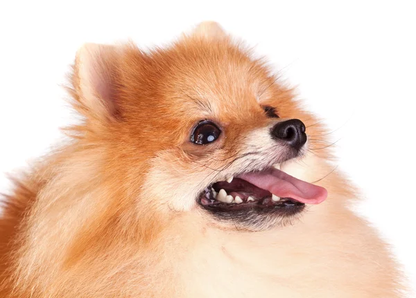 Špicl pes — Stock fotografie