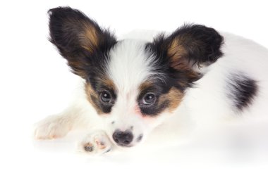 papillon köpek yavrusu