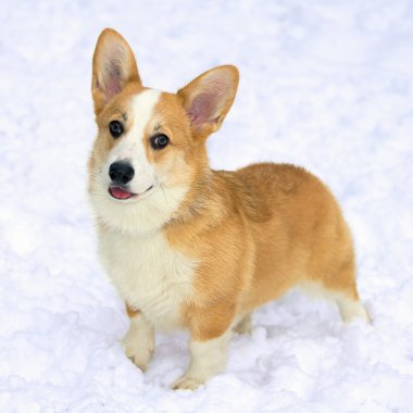 Pembroke Welsh Corgi clipart