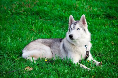 Genç mavi gözlü Sibirya husky köpek portresi