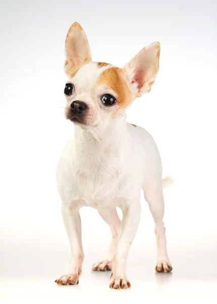 Beyaz Zemin Üzerine Kısa Ceket Chihuahua — Stok fotoğraf