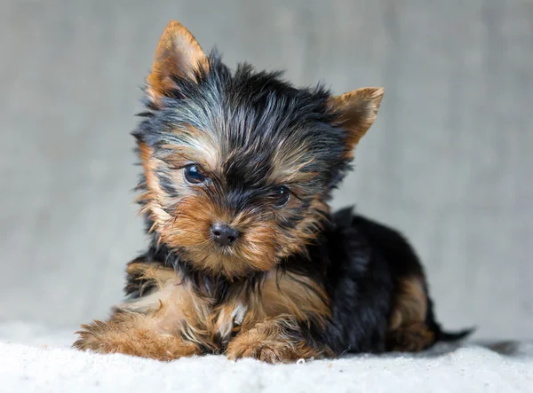 Portrait Small Yorkshire Terrier Puppy — Stock Photo, Image