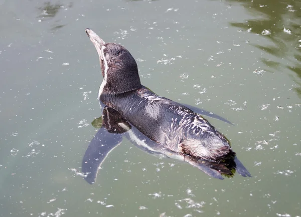 Humboldt Park Madarak Pingvin — Stock Fotó