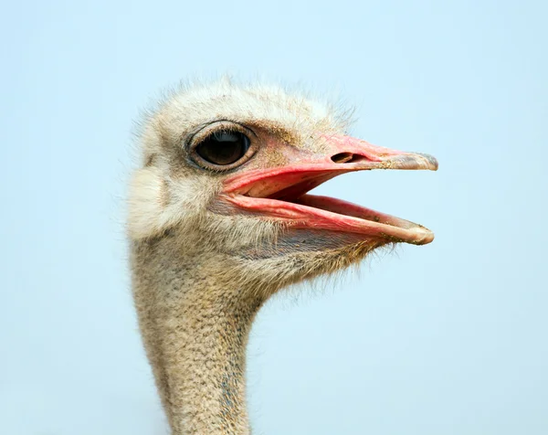 Ostrich Head Close Outdoors — Stock Photo, Image