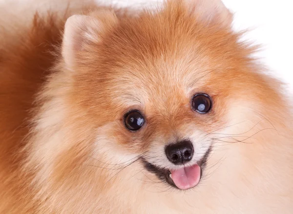 Närbild Pomeranian Hund Rolig Leende — Stockfoto