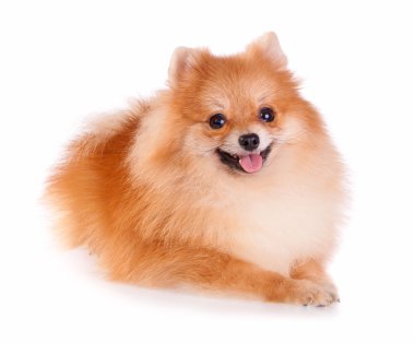 Pomeranian Dog clipart