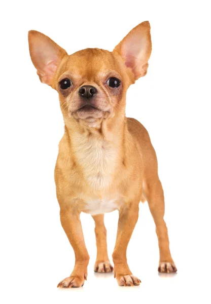 Short Coat Chihuahua White Background — Stock Photo, Image