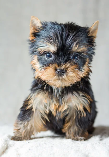Yorkshire Terrier Puppy — Stock Photo, Image