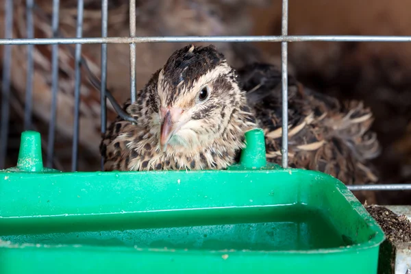 Quails Cages Poultry Farm — Stock Photo, Image