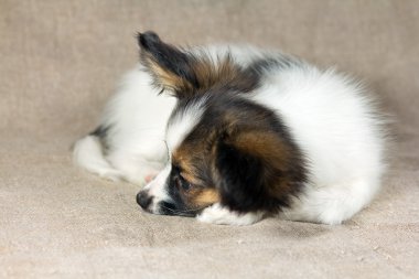 papillon köpek yavrusu