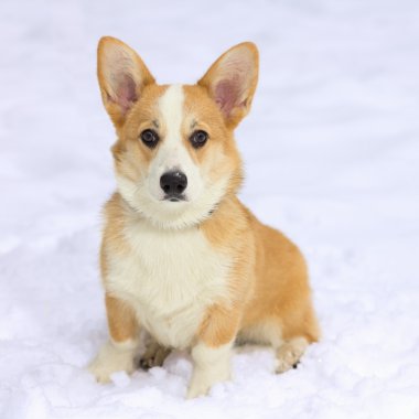 Pembroke Galce corgi