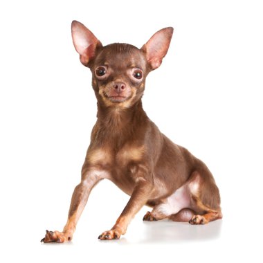 Russian toy terrier clipart