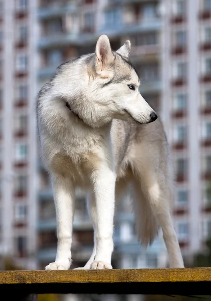 Szibériai husky — Stock Fotó