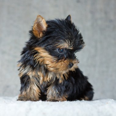 Yorkshire terrier yavrusu