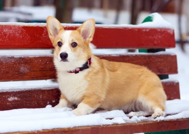 Pembroke Galce corgi