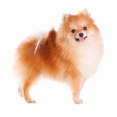 Pomeranian Dog clipart