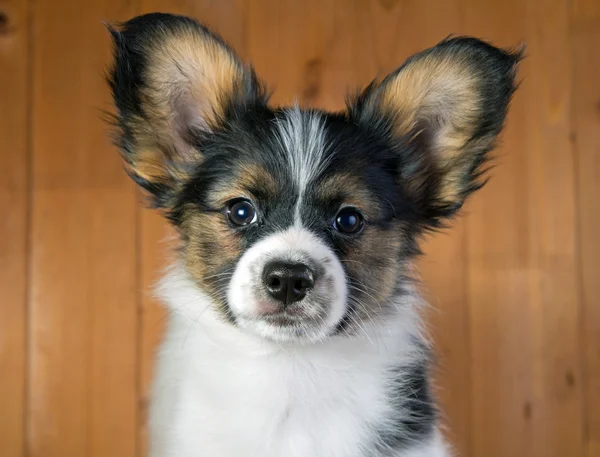 パピヨン子犬 — ストック写真