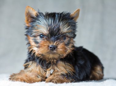 Yorkshire Terrier Puppy clipart