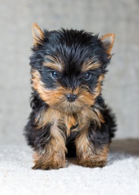 Yorkshire terrier yavrusu