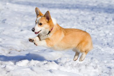 Welsh Corgi Pembroke clipart