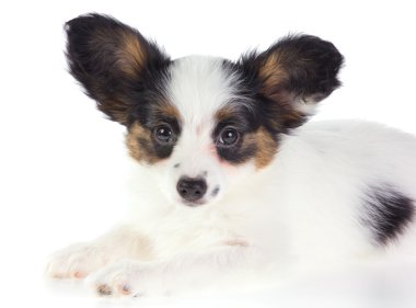 papillon köpek yavrusu