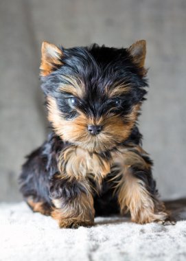 Yorkshire Terrier Puppy clipart