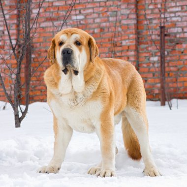 İspanyol mastiff