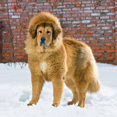 Tibetan Mastiff clipart