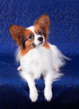 Papillon köpek