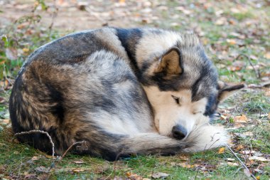 Alaskan malamute uyku