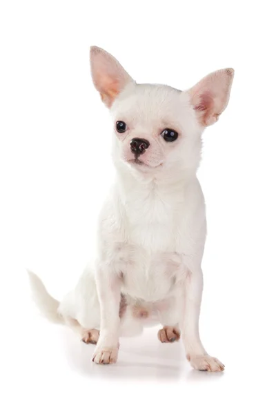 Chihuahua — Stok Foto