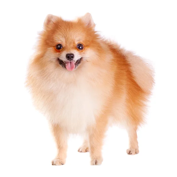 Померанская собака — стоковое фото